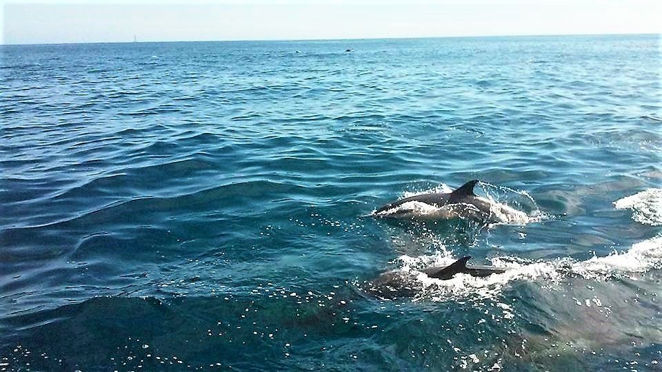 Sail Away With Me A Groupon Whale And Dolphin Watching Cruise — Steemit